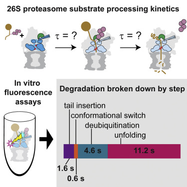 graphical abstract for The 26S Proteasome Utilizes a Kinetic Gateway to Prioritize Substrate Degradation