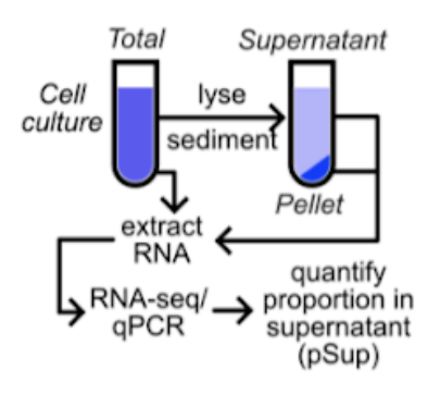 graphical abstract for Transcriptome-wide mRNA condensation precedes stress granule formation and excludes stress-induced transcripts