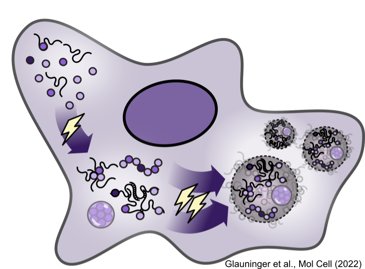 diagram of stress granule formation in cells