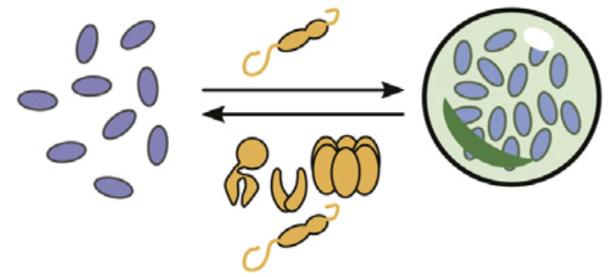 graphical abstract for Chaperone regulation of biomolecular condensates