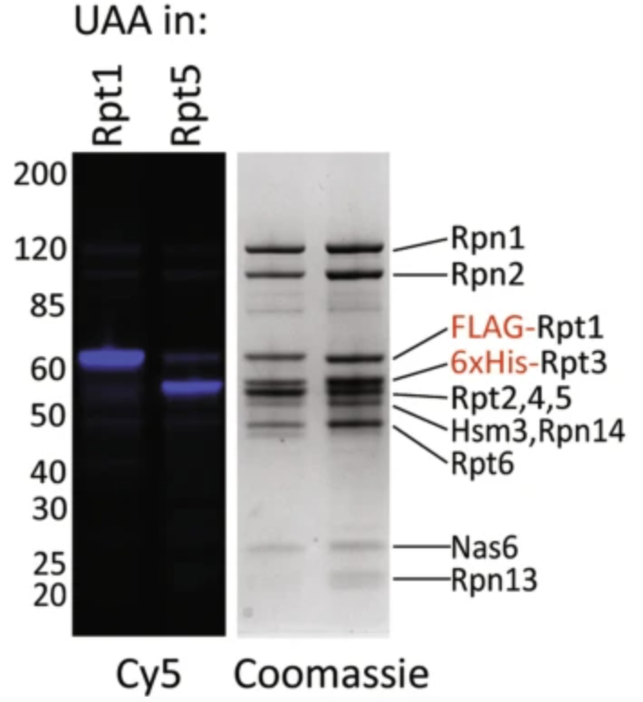 Recombinant Expression, Unnatural Amino Acid Incorporation, and Site-Specific Labeling of 26S Proteasomal Subcomplexes