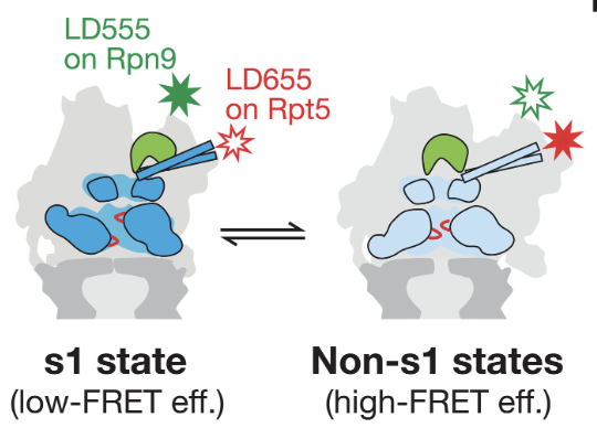 Ubiquitin modulates 26 S proteasome conformational dynamics and promotes substrate degradation