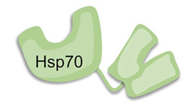 graphical abstract for Mechanosensor-mediated Hsp70 phosphorylation orchestrates the landscape of the heat shock response